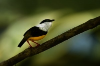 Pipulka belolimcova - Manacus candei - White-collared manakin 1642